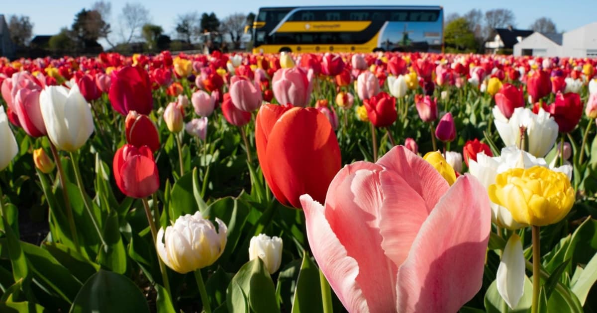 Amsterdam: Tulip Fields Tour + Tulip Experience Flex Return