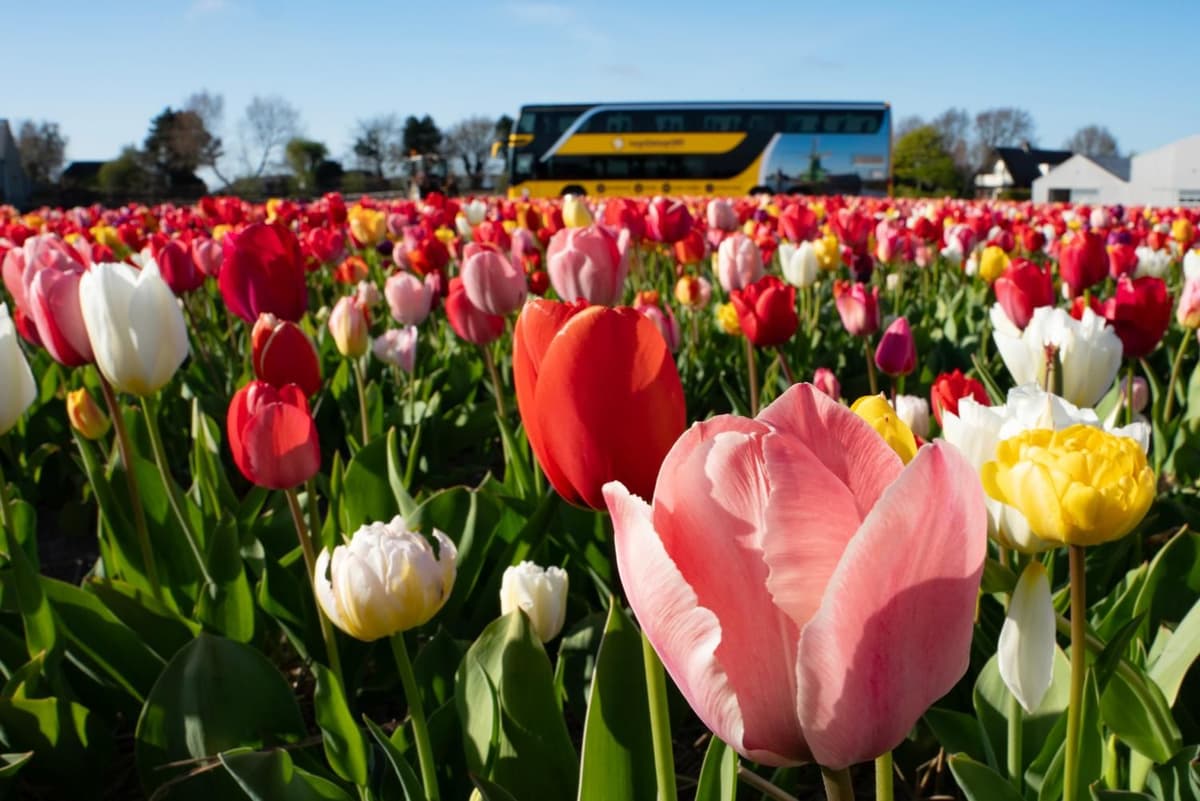 Amsterdam: Tulip Fields Tour + Tulip Experience Flex Return