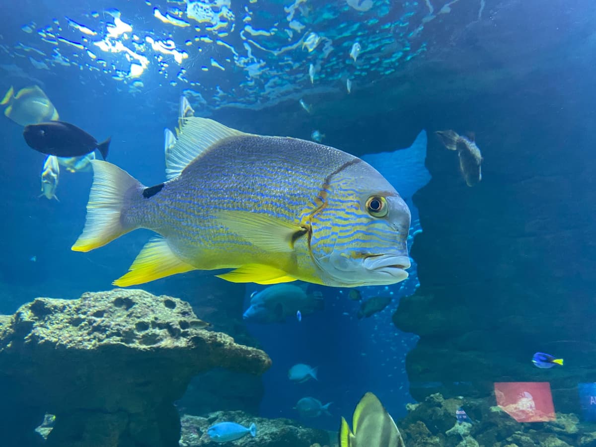 Paris: Aquarium de Paris, A Dive into the Deep Blue Wonder