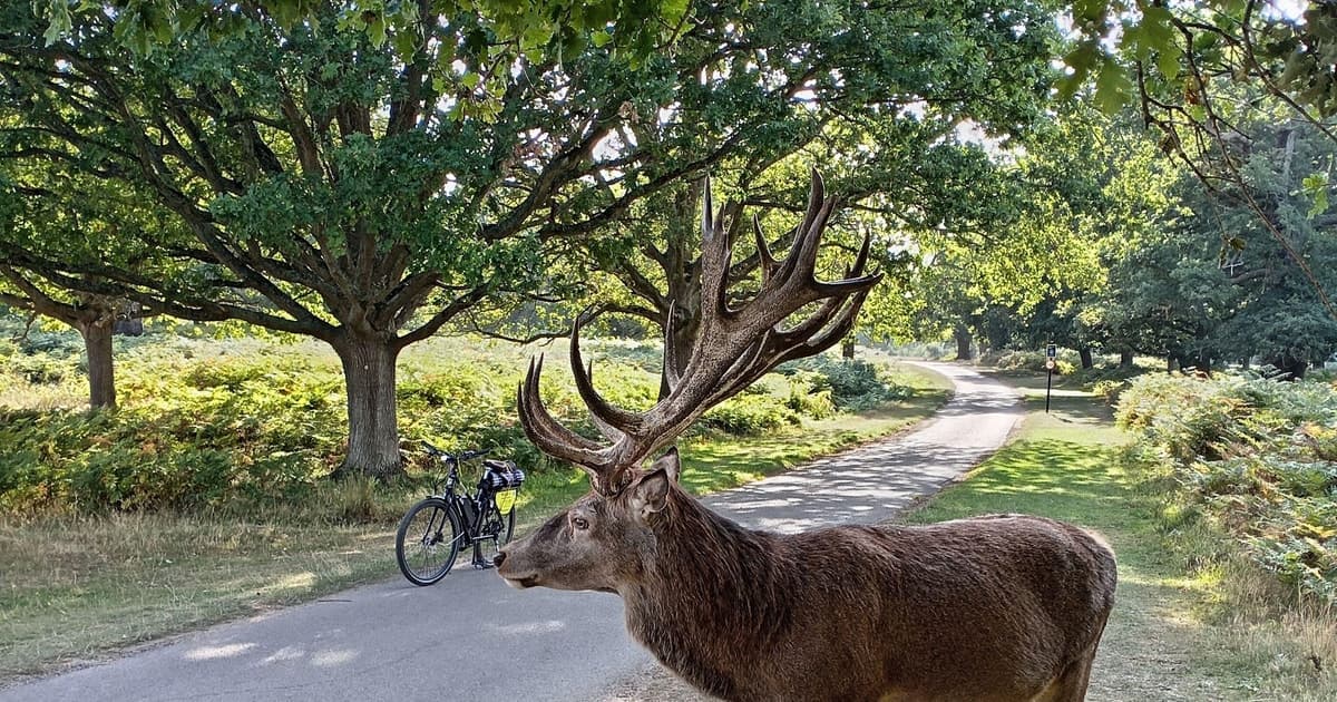 London: Battersea to Richmond Park Scenic E-Bike Adventure