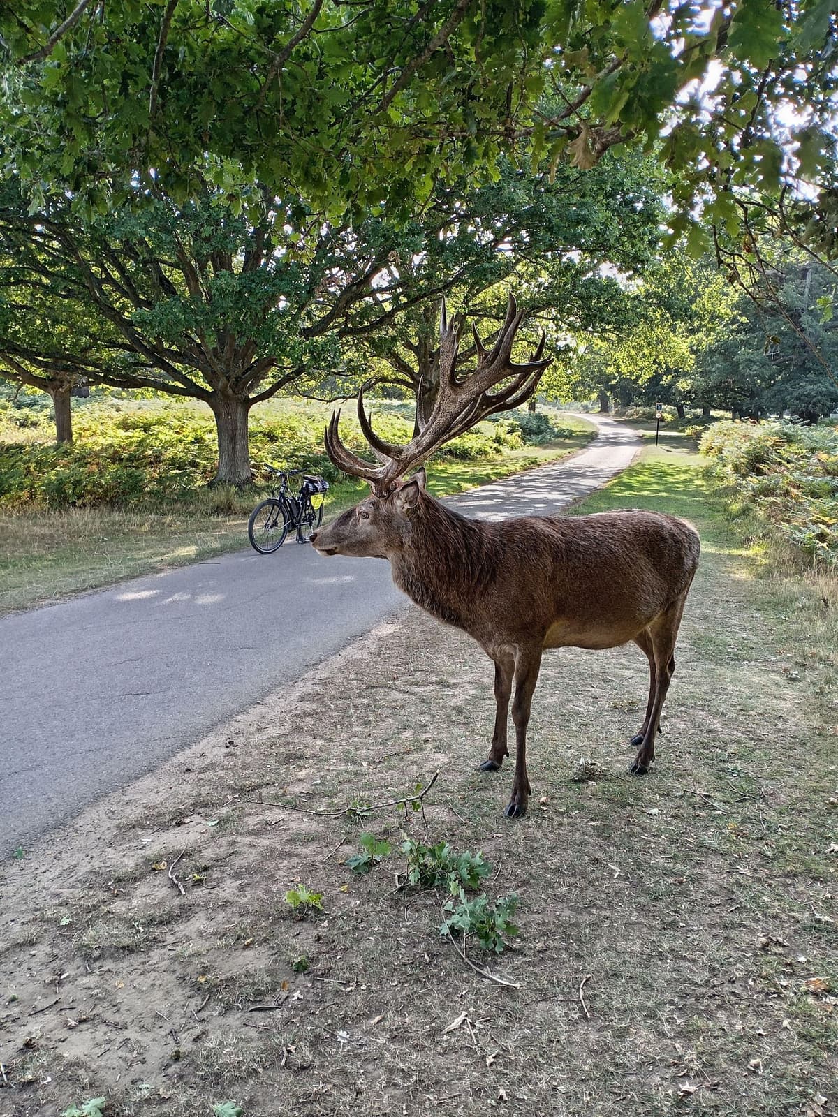 London: Battersea Power Station to Richmond Park E-Bike Tour