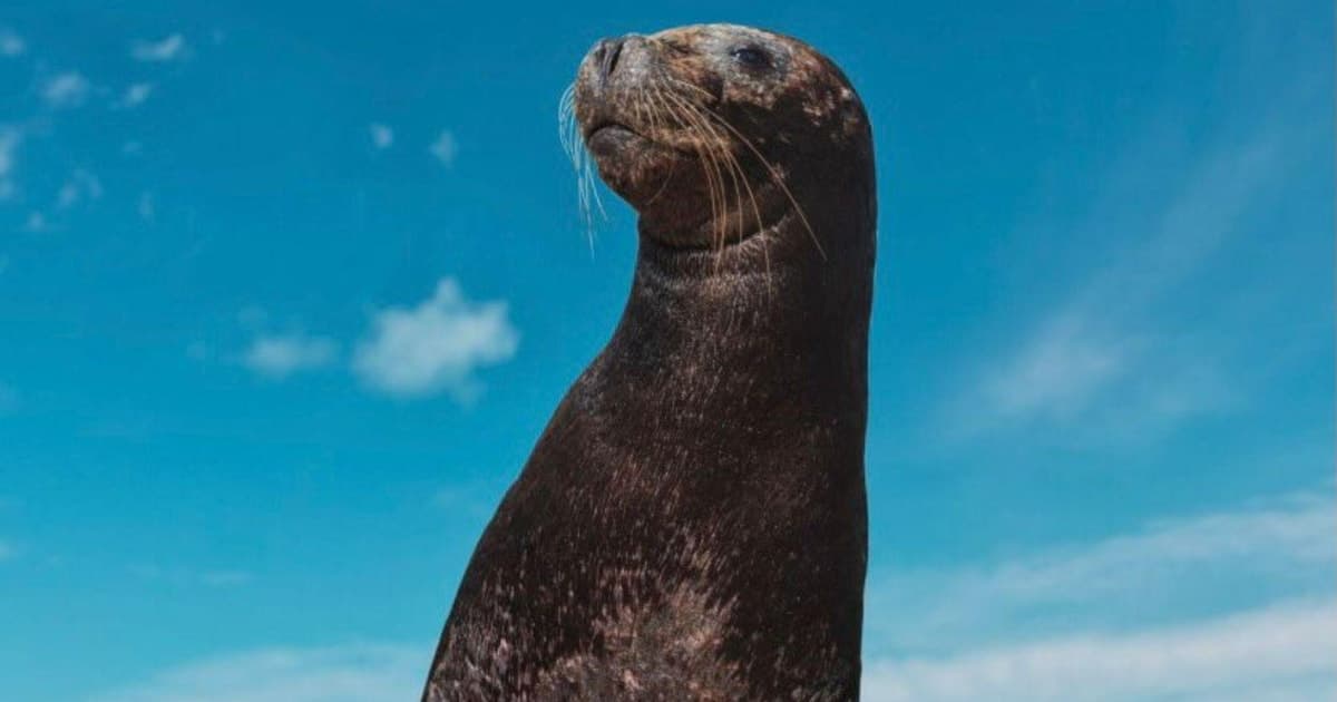 Cancún: encuentro con leones marinos en Isla Mujeres