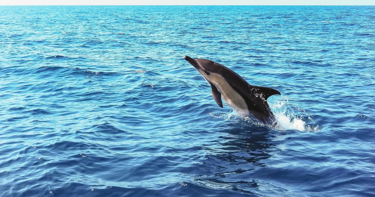 Sesimbra Dolphin Watching | Fast Track + Marine Biologist
