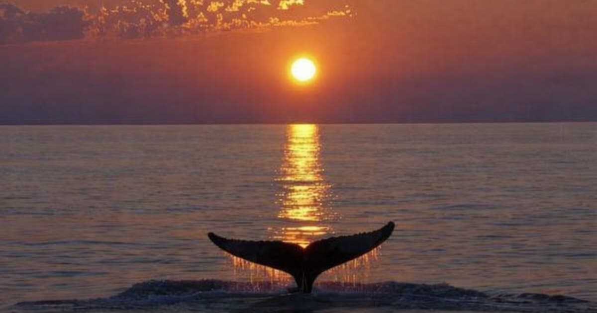 Atardecer con Travelin´Lady: la magia de las ballenas y los delfines en un yate ecológico