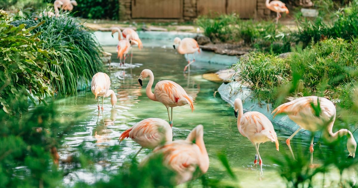 Barcelona: ticket de 1 día al Zoo de Barcelona