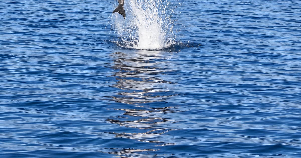 Can Picafort: tour en barco con avistaje de delfines, baño y cuevas