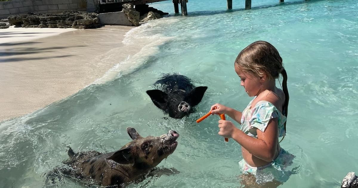 Nassau: Swimming Pigs And Snorkel With Turtles