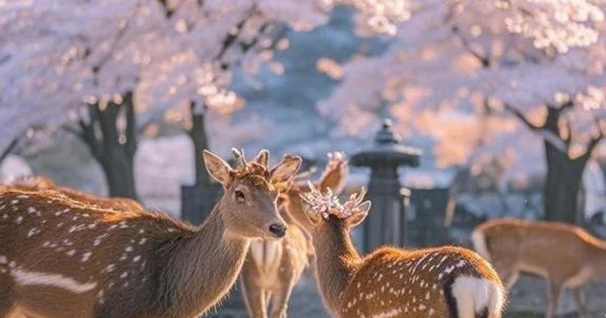 Osaka: Kyoto, Nara, Fushimi Inari, and Arashiyama Tour