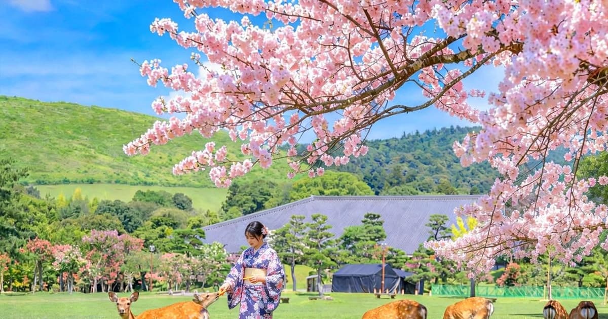 Kyoto And Nara Heritage Day Tour With Optional Culture Lunch
