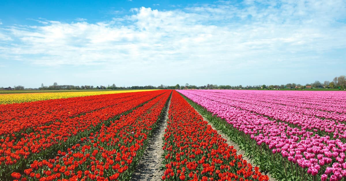 From Amsterdam: Tulip Fields of Holland Tour