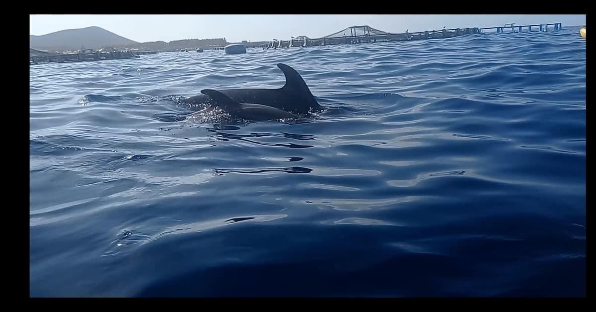 Los Cristianos: Kayak y Snorkel con fauna marina(agua,fruta,fotos)incluido