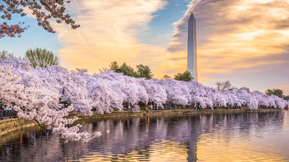 Excursión de un día a Washington DC en autobús desde Nueva York