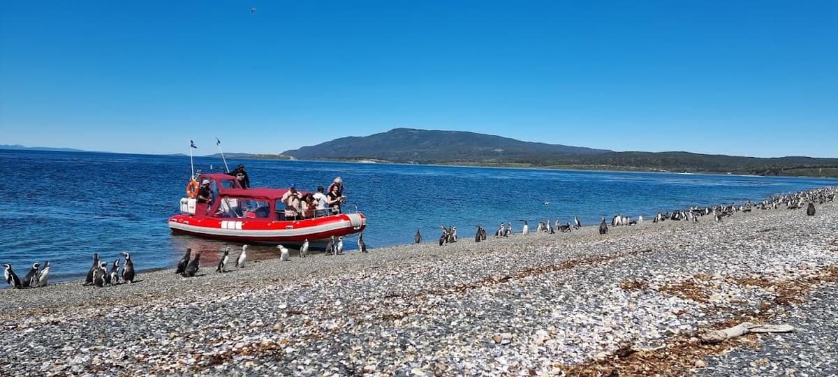 Ushuaia: tour en barco a Puerto Almanza y colonia de pingüinos