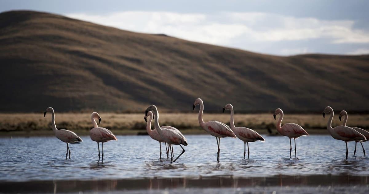 Excursión:Laguna y Reserva Nacional de Salinas y Aguada Blanca en Arequipa.