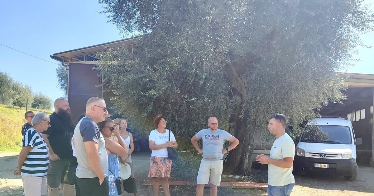 Seggiano: Typical Tuscan Farm Tour with Olive Oil Tasting