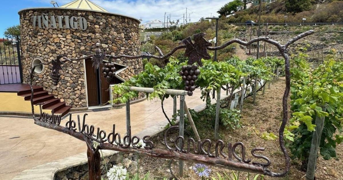 Tenerife: tour guiado con cata de 6 vinos