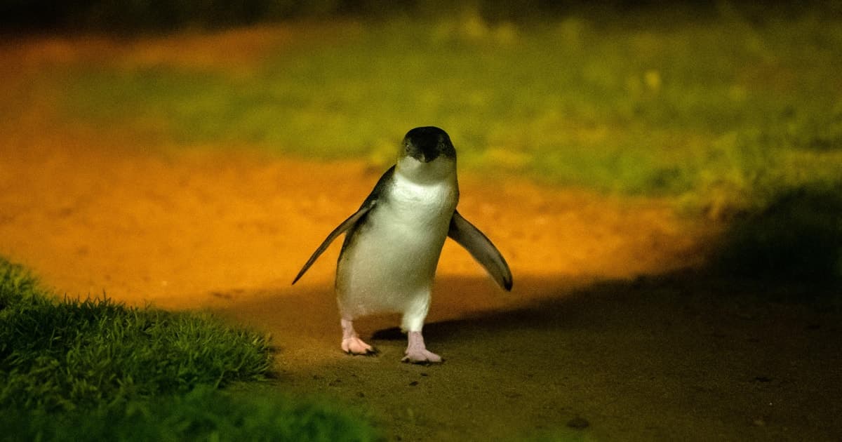 Melbourne: desfile de pingüinos y puntos destacados de los koalas en Phillip Island