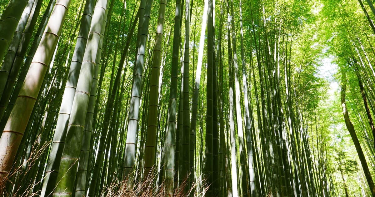 Osaka: excursión de 1 día a Arashiyama, Kiyomizu-dera y Katsuo-ji