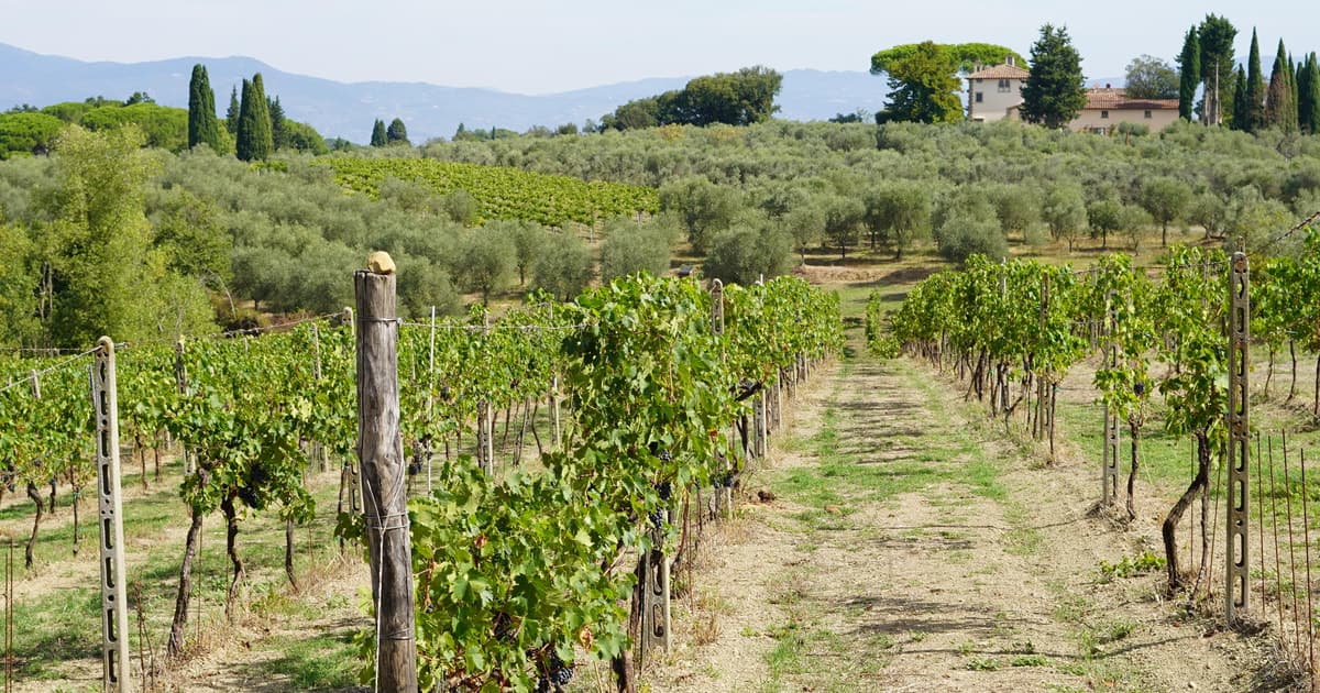 Tuscany Olive Oil and Organic Wine Tour from Florence