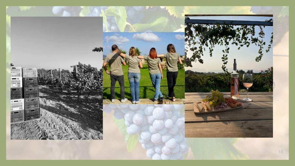 Mallorca: visita a los viñedos y bodega Butxet con cata