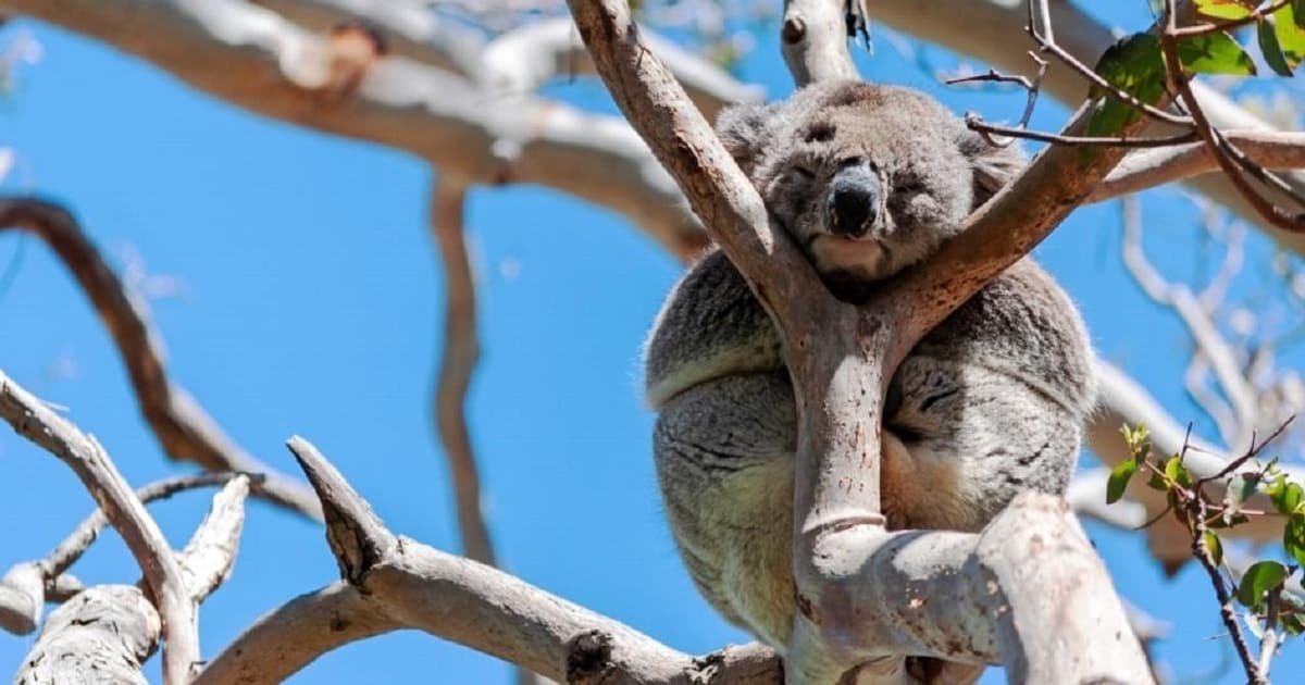 From Melbourne: Great Ocean Road Day Trip with Koalas