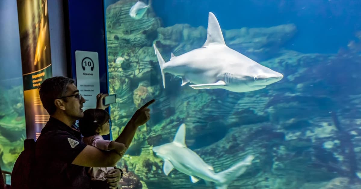 Valencia: entrada al Oceanogràfic