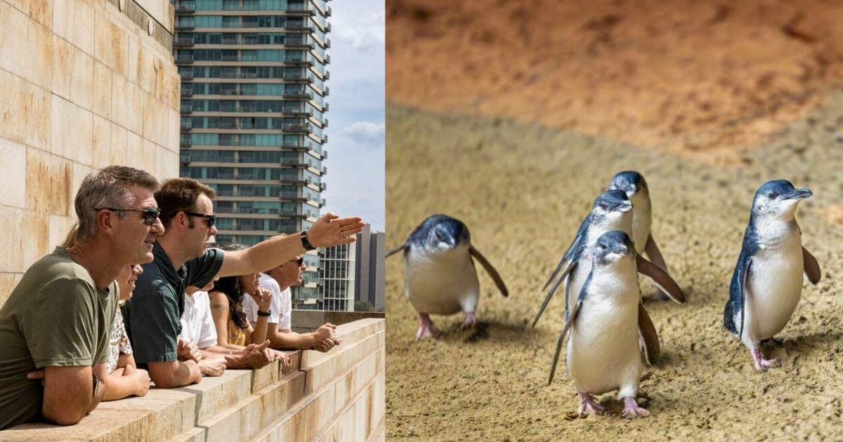 Melbourne Magic: City Highlights and Penguin Parade Tour
