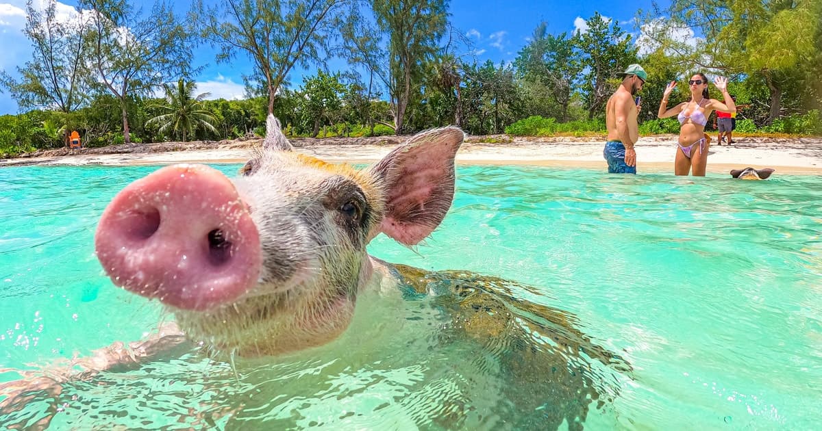 Nassau: Swimming Pigs Express – Meet & Feed the Famous Pigs