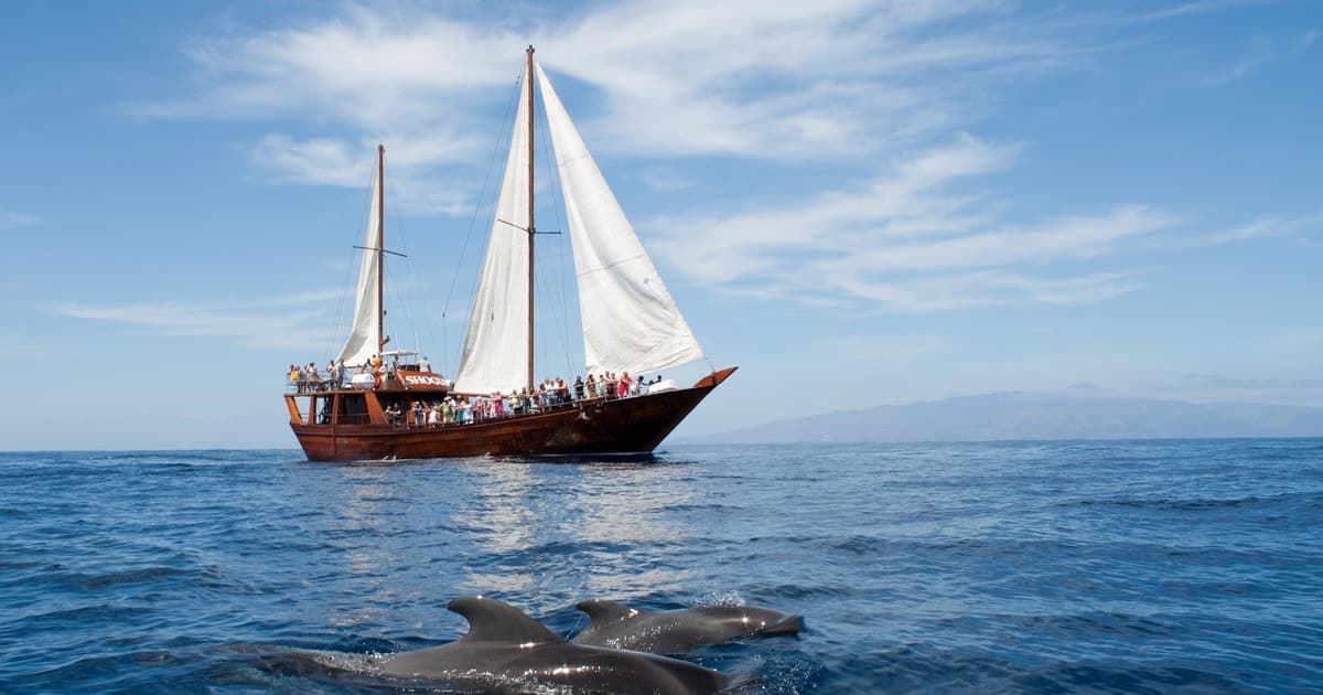 Costa Adeje: crucero para ver ballenas y delfines con baño