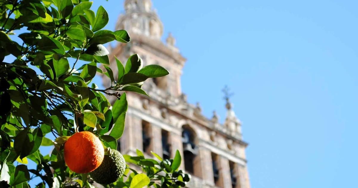 Seville: Guided Tour of the Alcázar, Cathedral, Giralda and Santa Cruz
