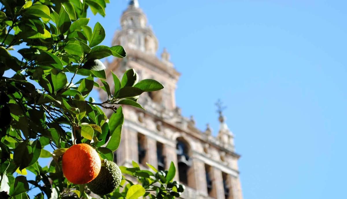 Seville: Guided Tour of the Alcázar, Cathedral, Giralda, and Santa Cruz