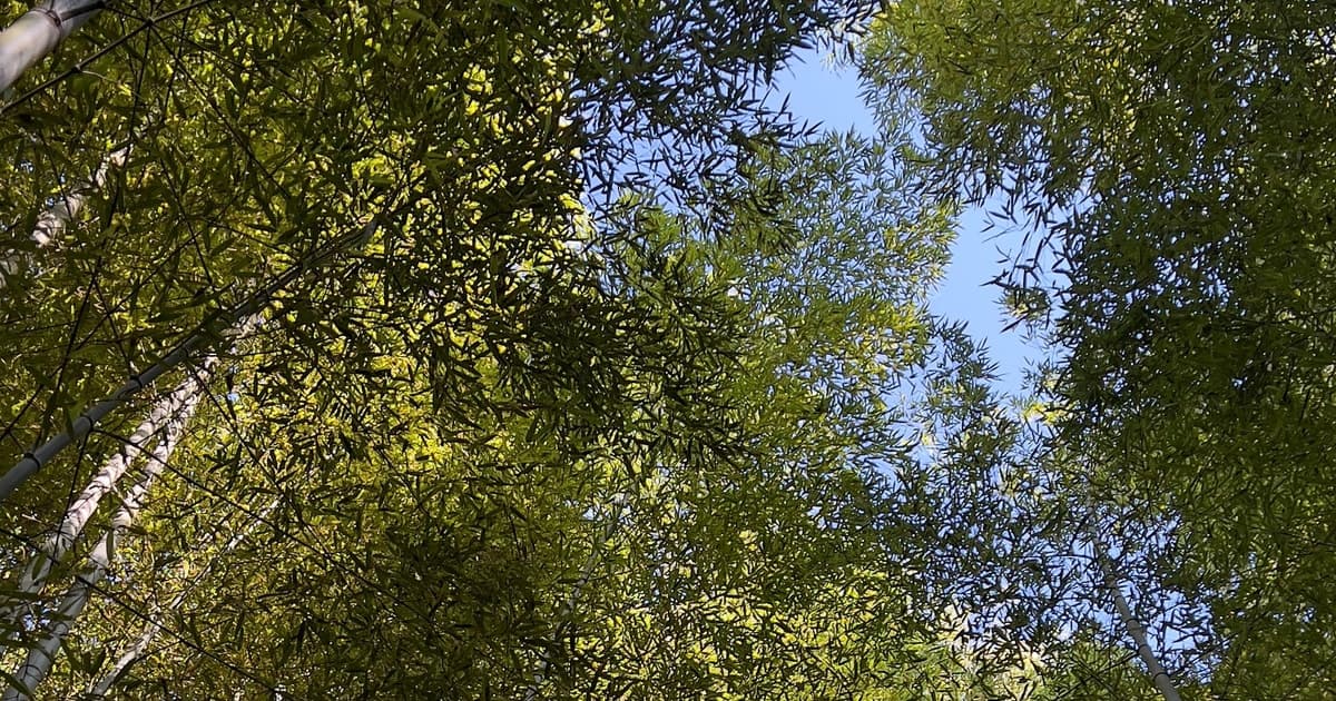 Kioto: tour en grupo por el bosque de bambú de Arashiyama, un templo e historia