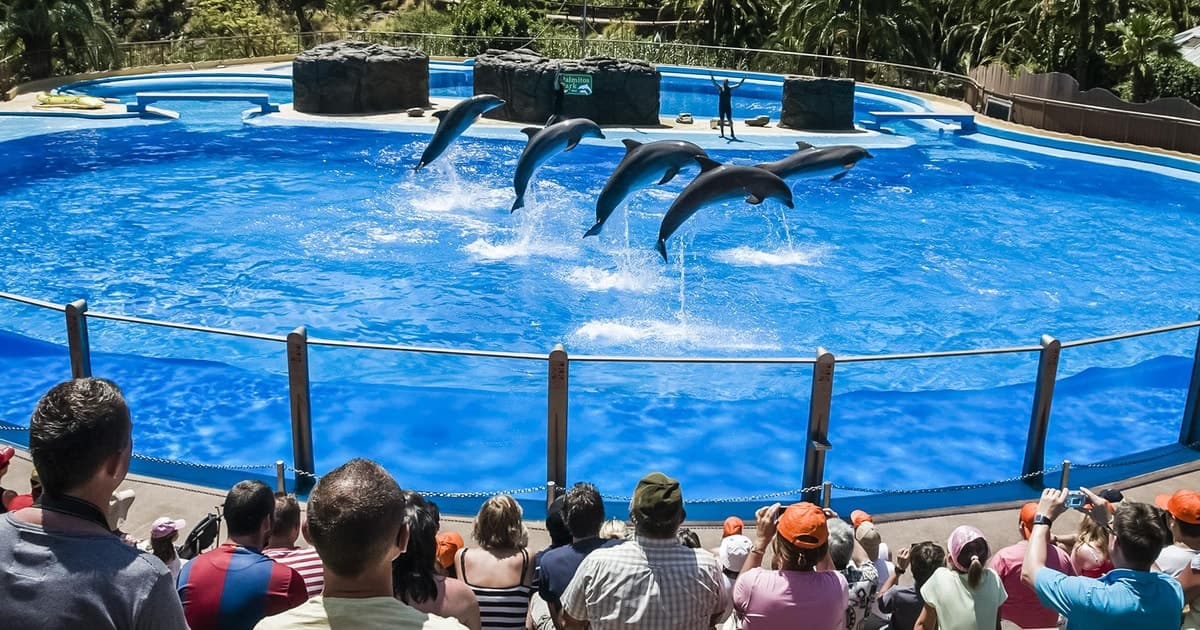 Maspalomas: Ticket de entrada a Palmitos Park con Espectáculos de Delfines y Aves