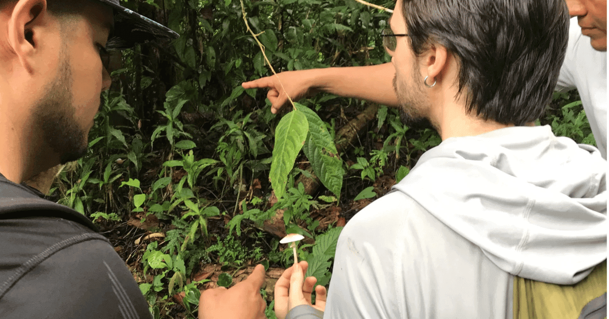 New York: Guided Mycology Walk, Fungi Class & Art Workshop