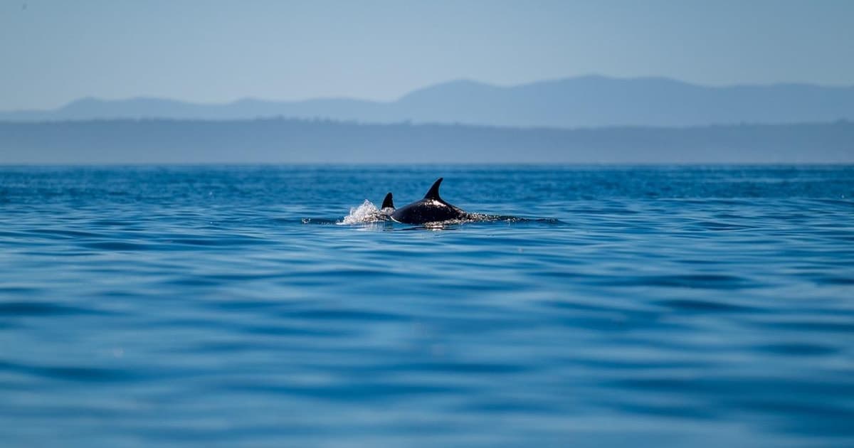 Lisbon: Ocean Safari with Marine Biologists