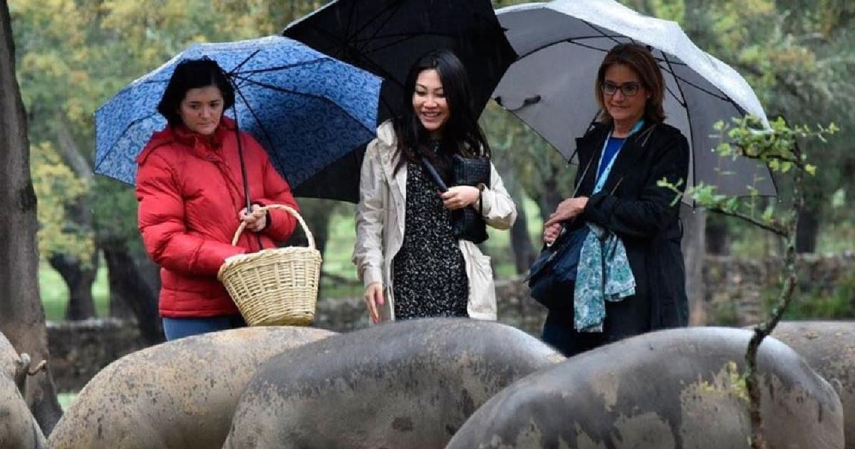 Iberian Ham Route and Tasting in the Sierra de Aracena