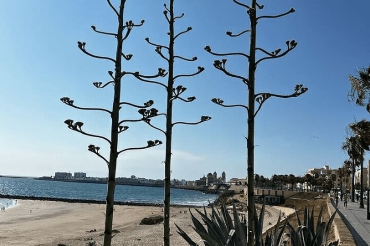 2 Horas de Tour Histórico Privado en Cádiz