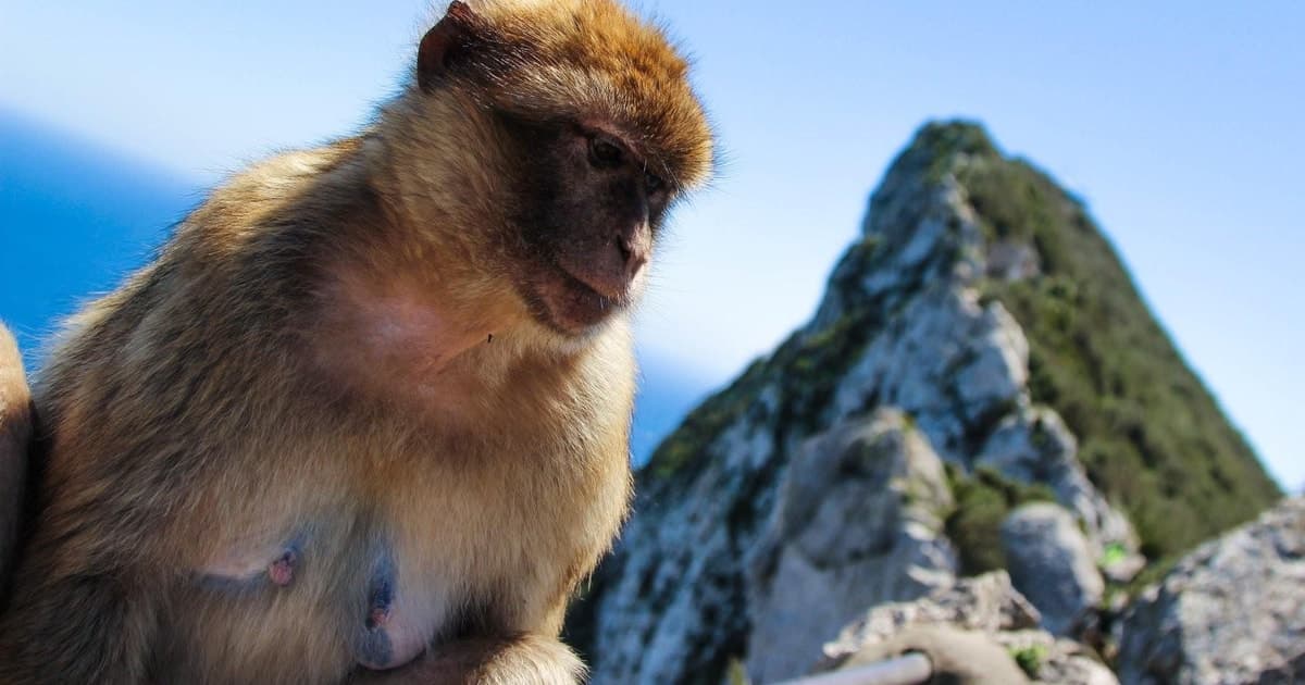 Desde Málaga: Gibraltar con tiempo libre y guía experto