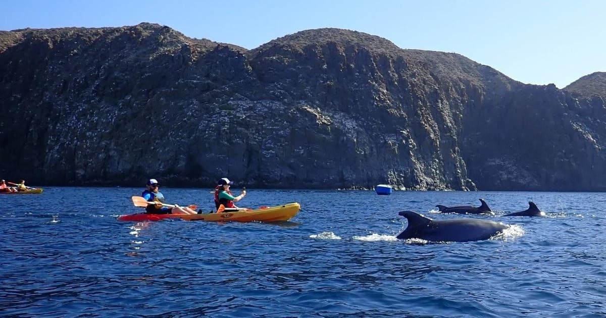 Tenerife: safari en kayak y esnórquel con fauna salvaje y refrigerios
