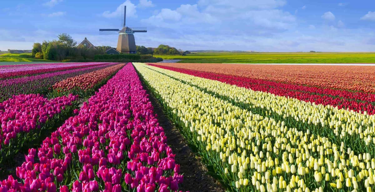 Experience Private Bus Tour Amsterdam Noordermarkt