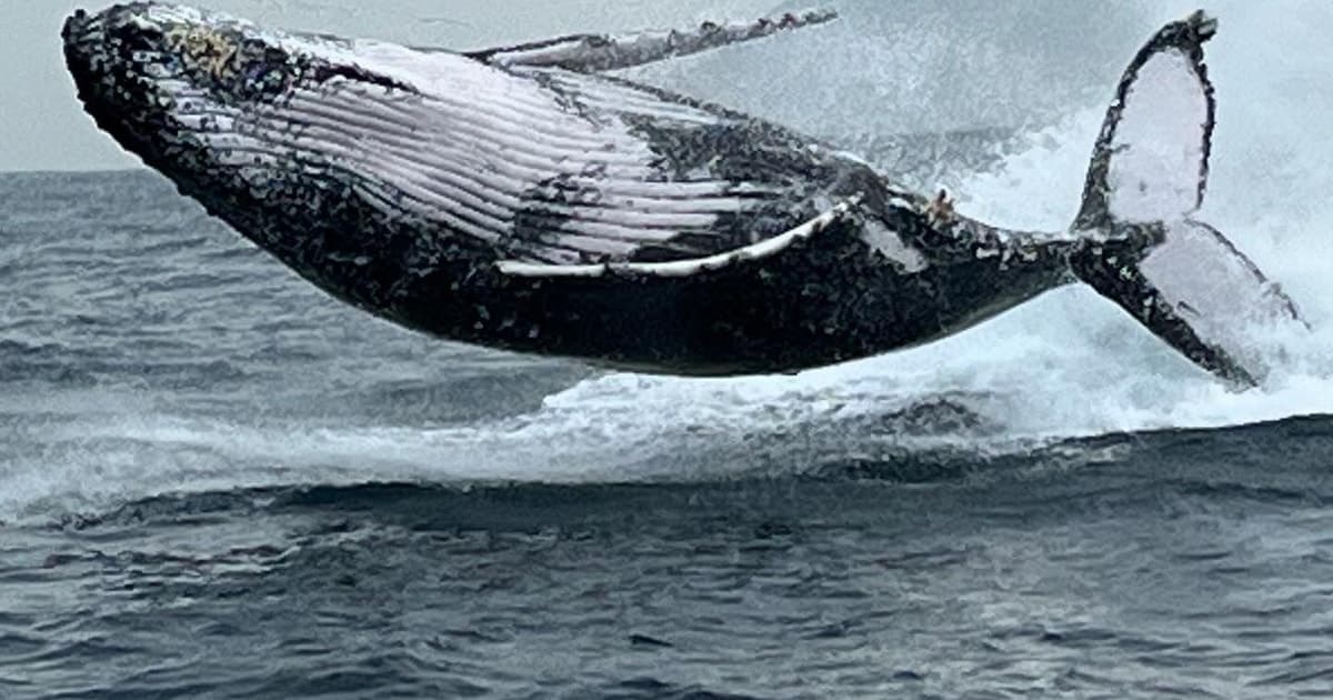 La mejor experiencia de avistamiento de ballenas en Río