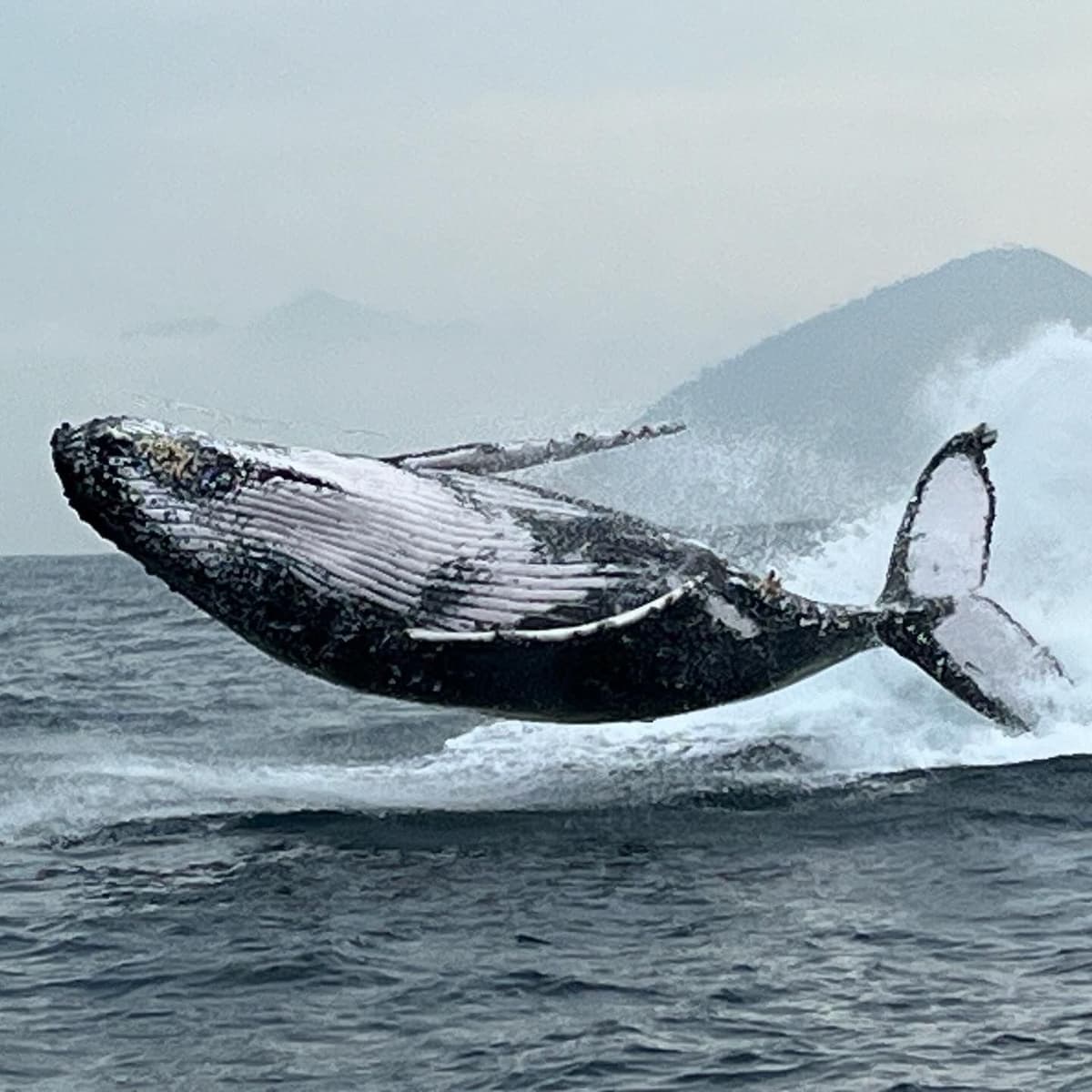 La mejor experiencia de avistamiento de ballenas en Río