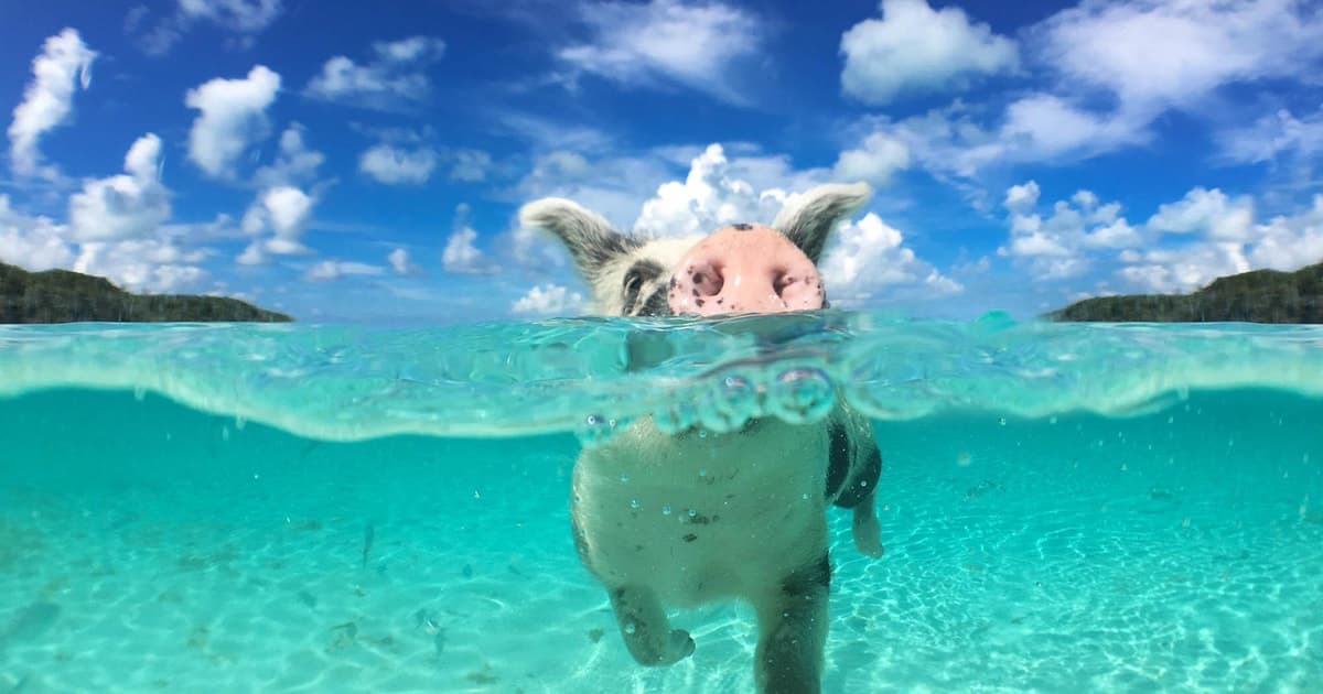 Nassau: Rose 3-Island Tour with Snorkeling and Lunch