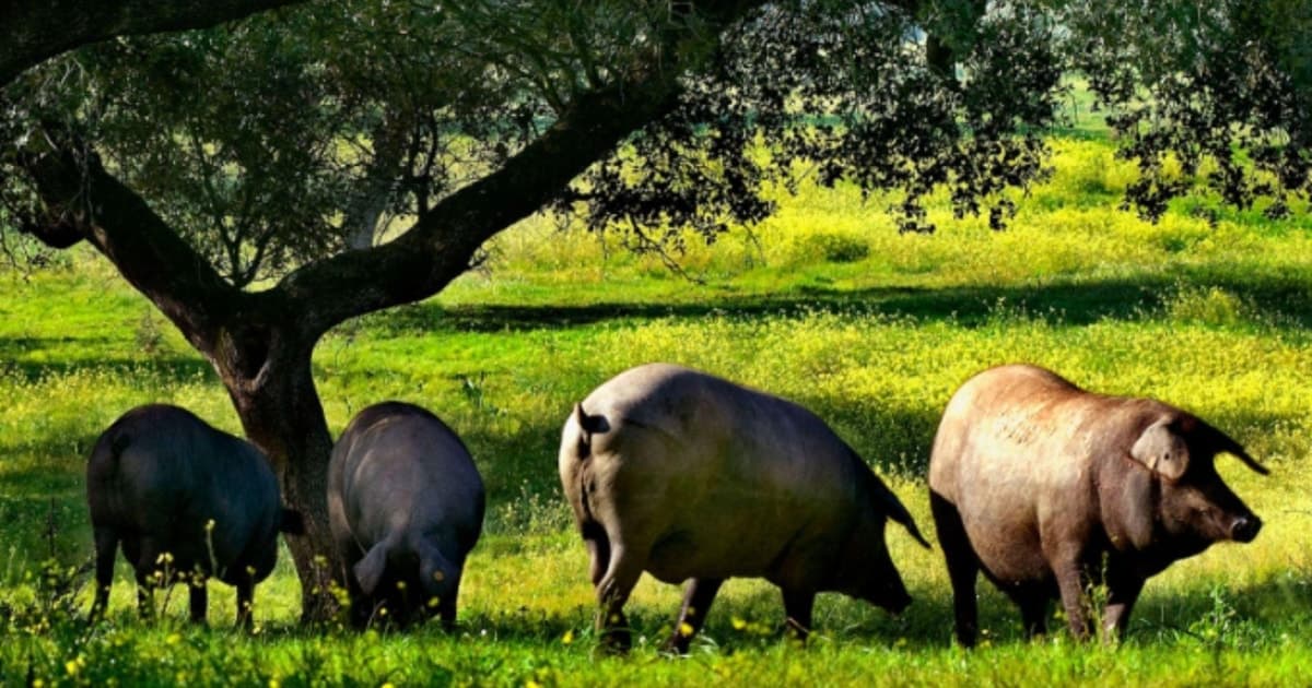 The essence of the Iberian pig: route with food tasting in the Sierra de Sevilla