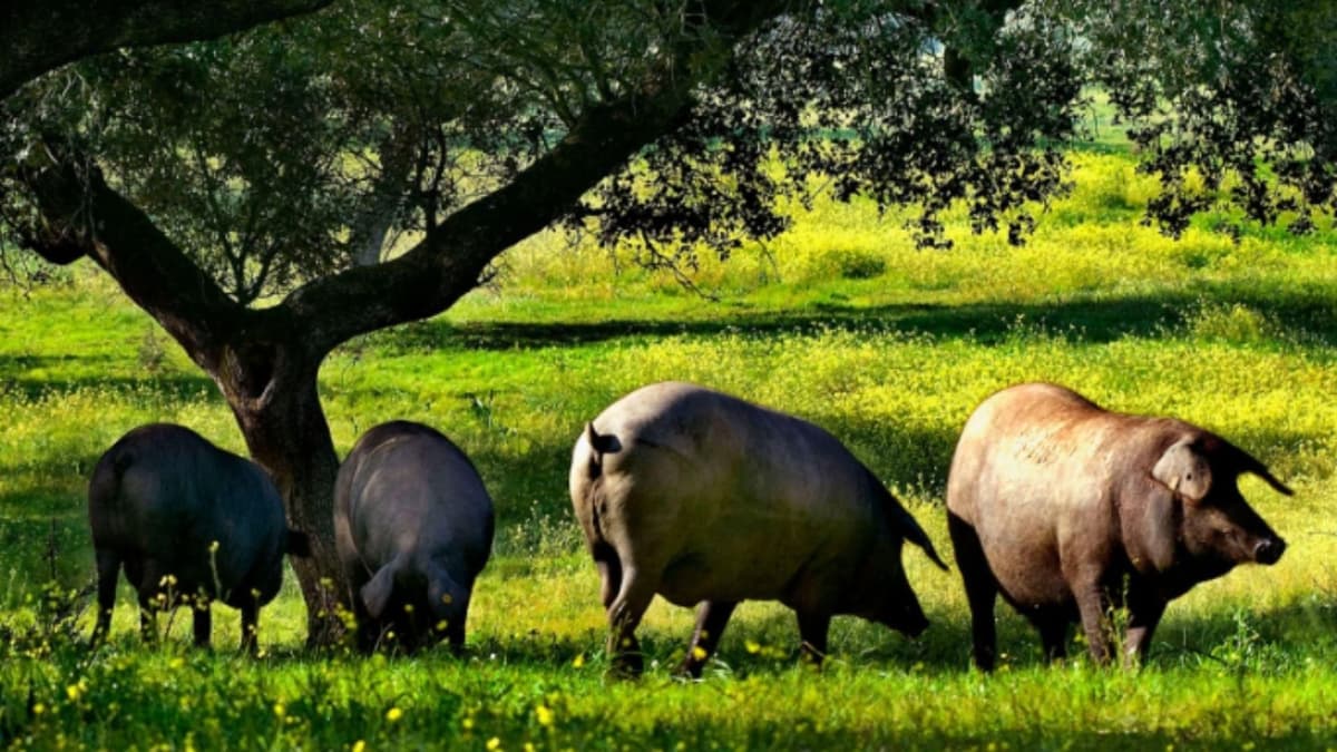 The essence of the Iberian pig: route with food tasting in the Sierra de Sevilla