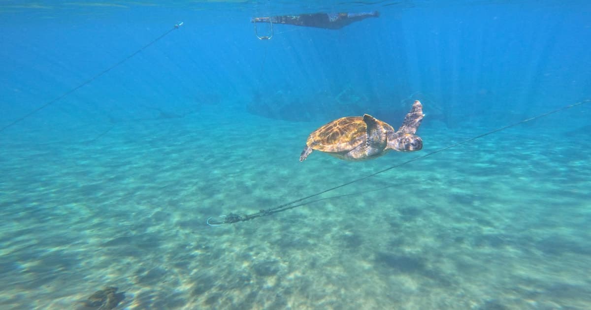Snorkel con reportaje fotográfico