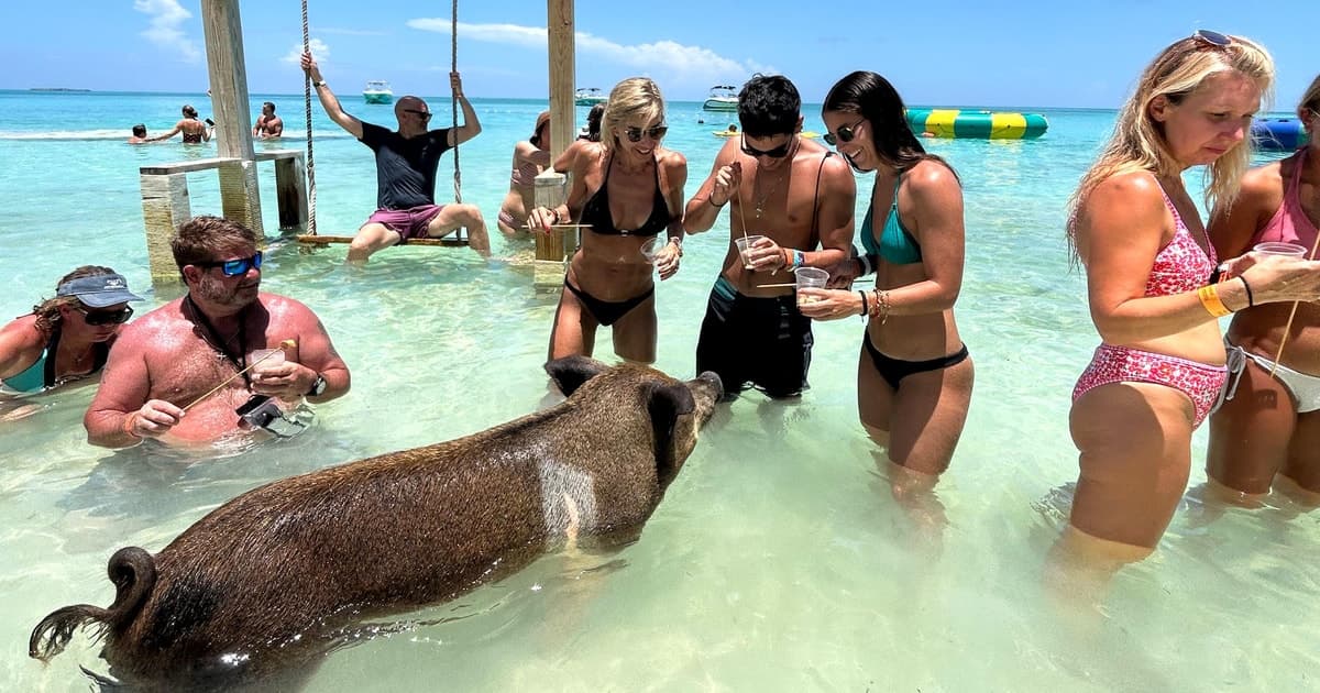 Nassau: Pigs, Snorkel, Turtles, Lunch, Private Beach Club