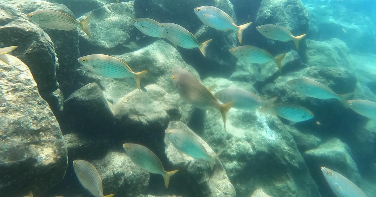 Snorkel en tenerife sur: Descubre el mundo submarino
