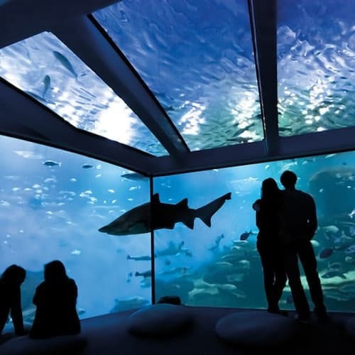 Palma Aquarium: Entrada + Traslado desde la zona de Calvià