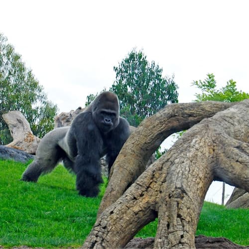 Entradas al Bioparc Valencia